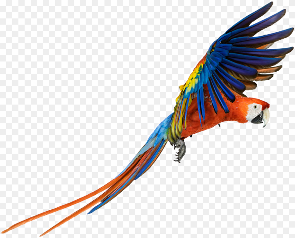 Parrot Bird Animal Color Colors Nature Fly Flying Macaw Free Png Download