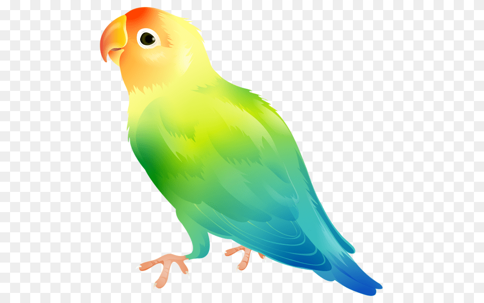 Parrot Bird Clip Art, Animal, Parakeet, Fish, Sea Life Free Png