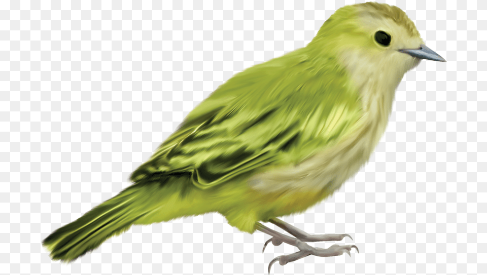 Parrot Bird Crafts Art Beautiful Bird Without Background, Animal, Finch, Canary Png