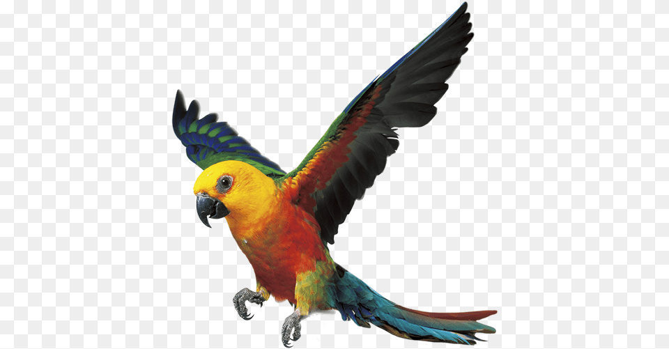 Parrot Bird Fly, Animal, Macaw Png