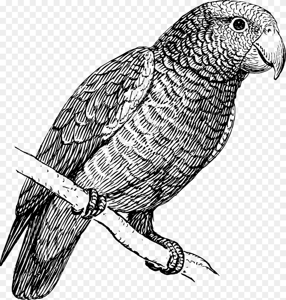 Parrot Bird In Black And White, Animal, Art, Drawing Png Image