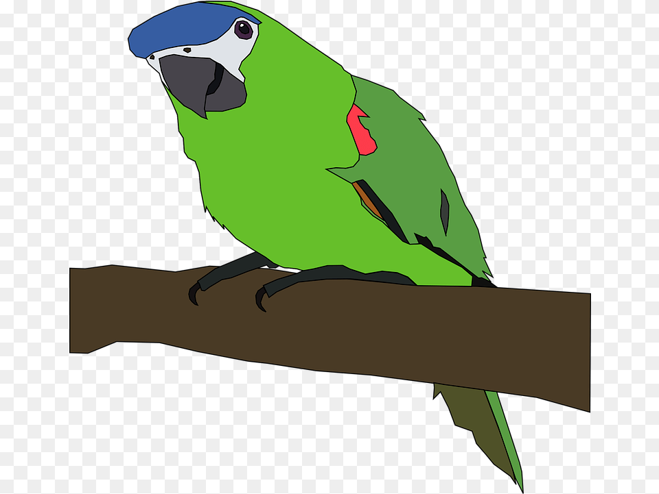 Parrot Bird Nature Vector Graphic On Pixabay Parrot Clip Art, Animal, Parakeet Png