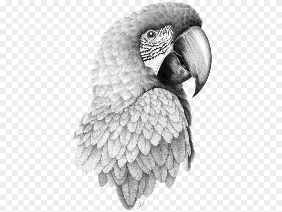 Parrot Bird Pencil Sketch Head Transprent Parrot Drawing Realistic, Animal, Art Free Png