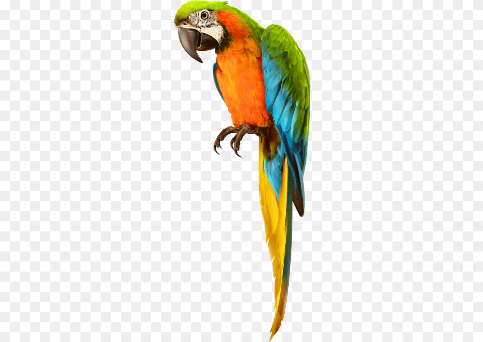 Parrot Bird Pirate Shoulder Pirates Dressup Costume Picsart Parrot Hd, Animal, Macaw Png