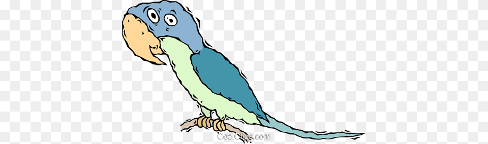 Parrot Bird Royalty Vector Clip Art Illustration, Animal, Parakeet, Baby, Person Free Png