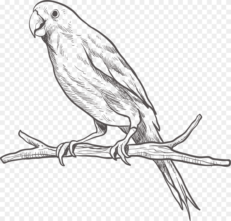 Parrot Bird Sketch On Cute Sketch Of Parrot, Art, Drawing, Animal Free Png