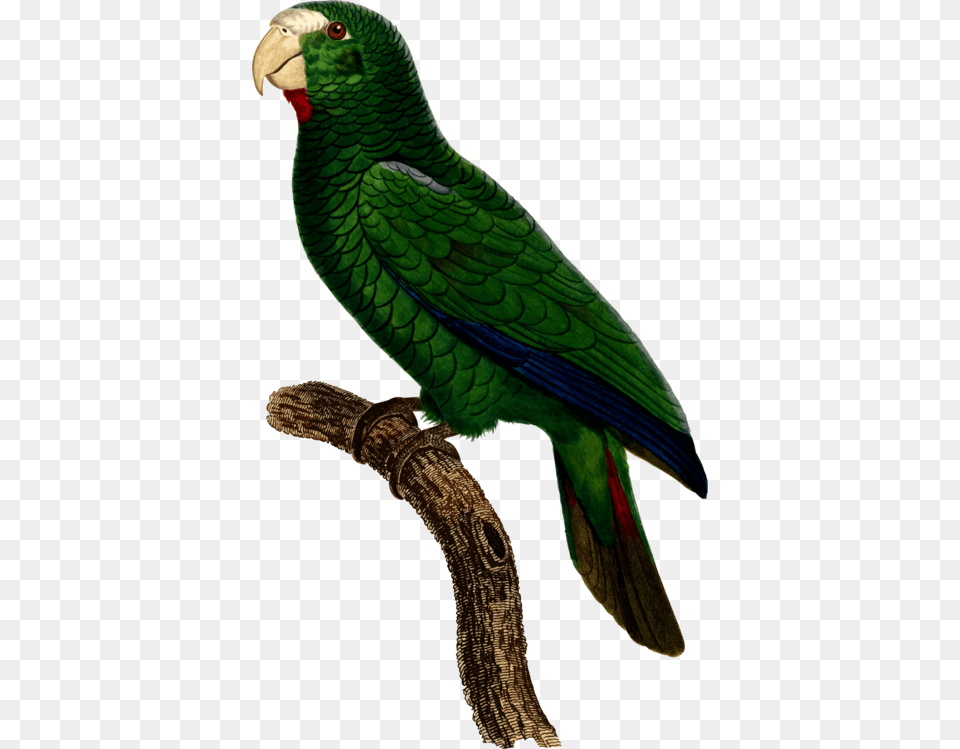 Parrot Bird Watercolor Painting Parrots, Animal, Parakeet, Blade, Dagger Png