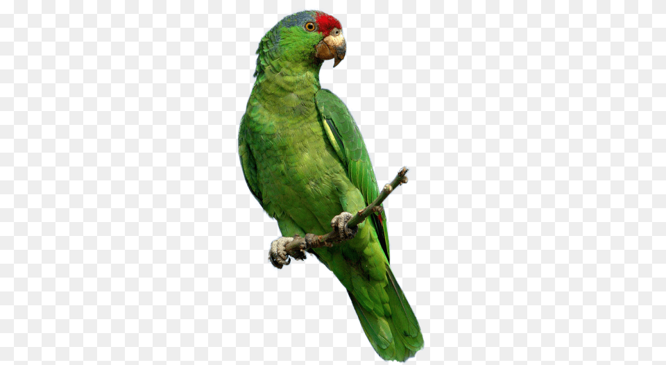 Parrot Birds And Animals, Animal, Bird, Parakeet Png Image