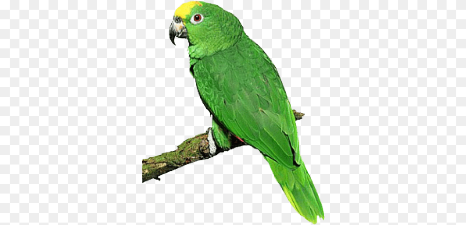 Parrot Birds Clip Art, Animal, Bird, Parakeet Free Png