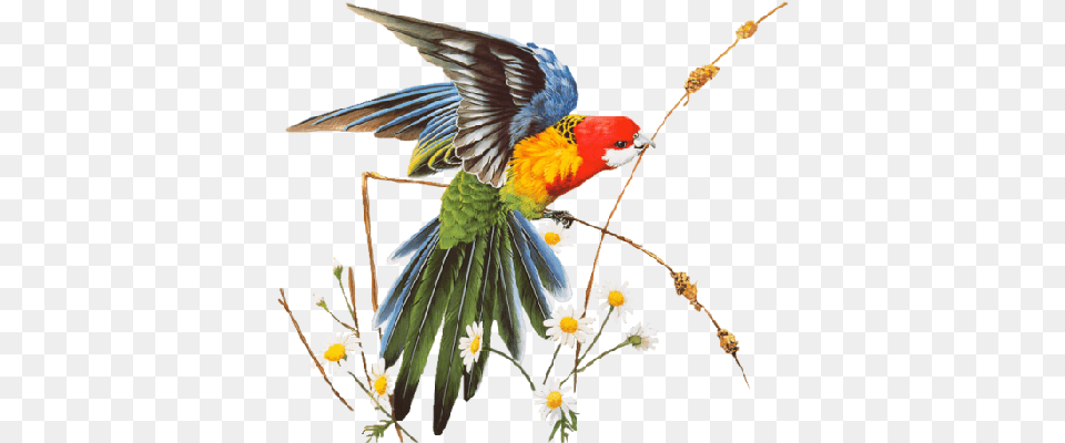 Parrot Birds Image 267 Pngmix Mensagens De Bom Dia, Daisy, Flower, Plant, Animal Free Png