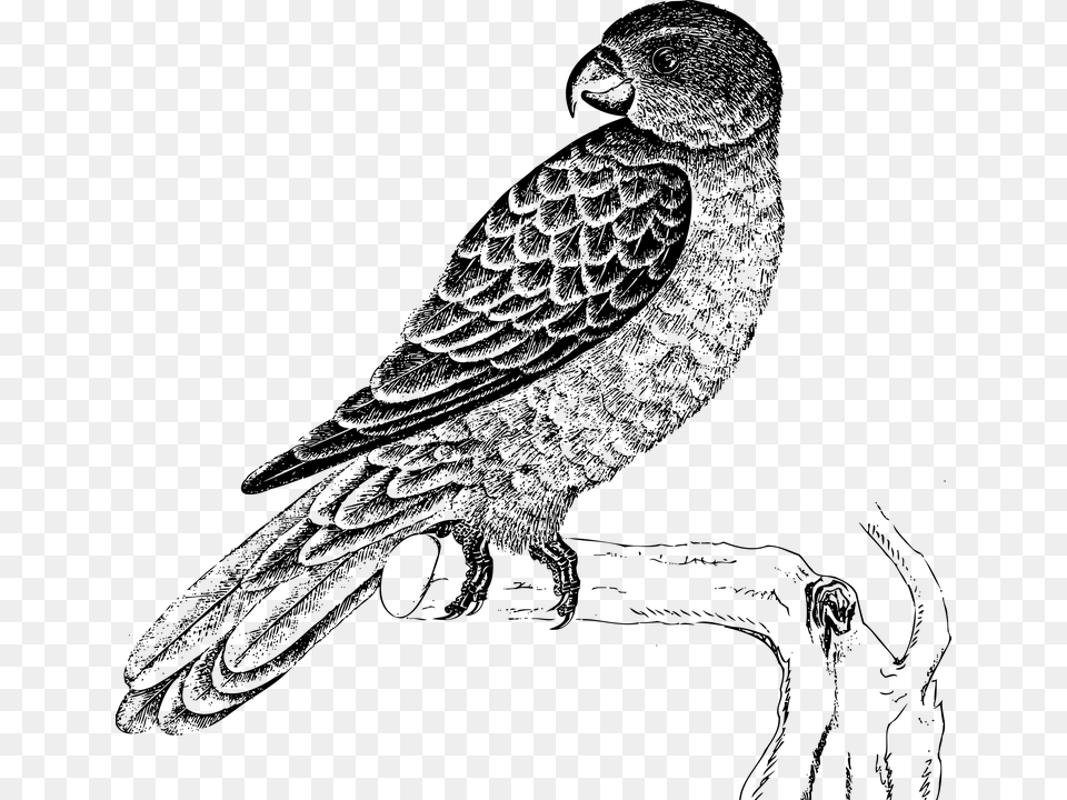 Parrot Black And White, Gray Free Transparent Png
