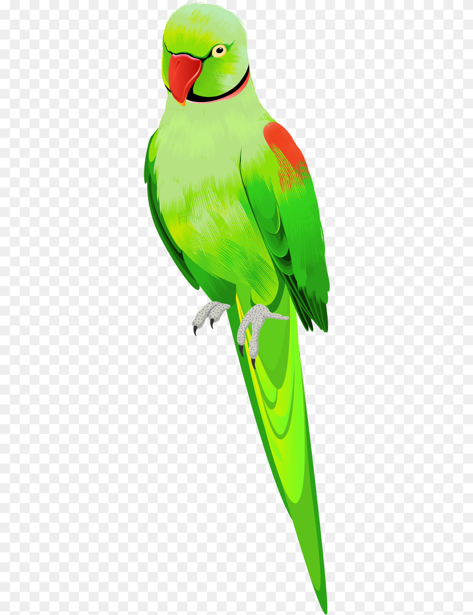 Parrot Cartoon Hd, Animal, Bird, Parakeet Png Image