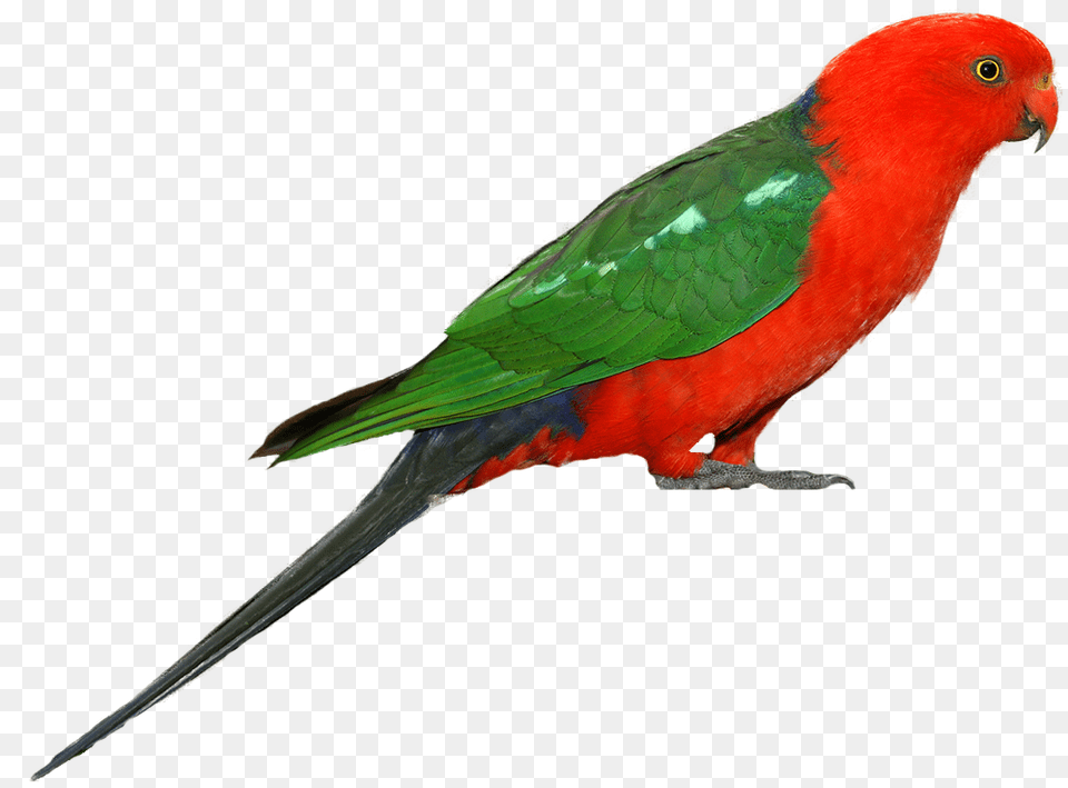 Parrot Clip Art, Animal, Bird, Parakeet Free Png