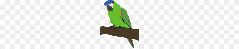 Parrot Clip Art For Web, Animal, Bird, Parakeet, Person Png