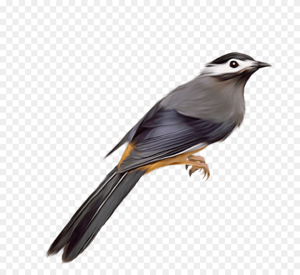 Parrot Clip Art Transparent Cuckoo Bird Transparent Bird Photos For Photoshop, Animal, Finch, Jay, Beak Free Png