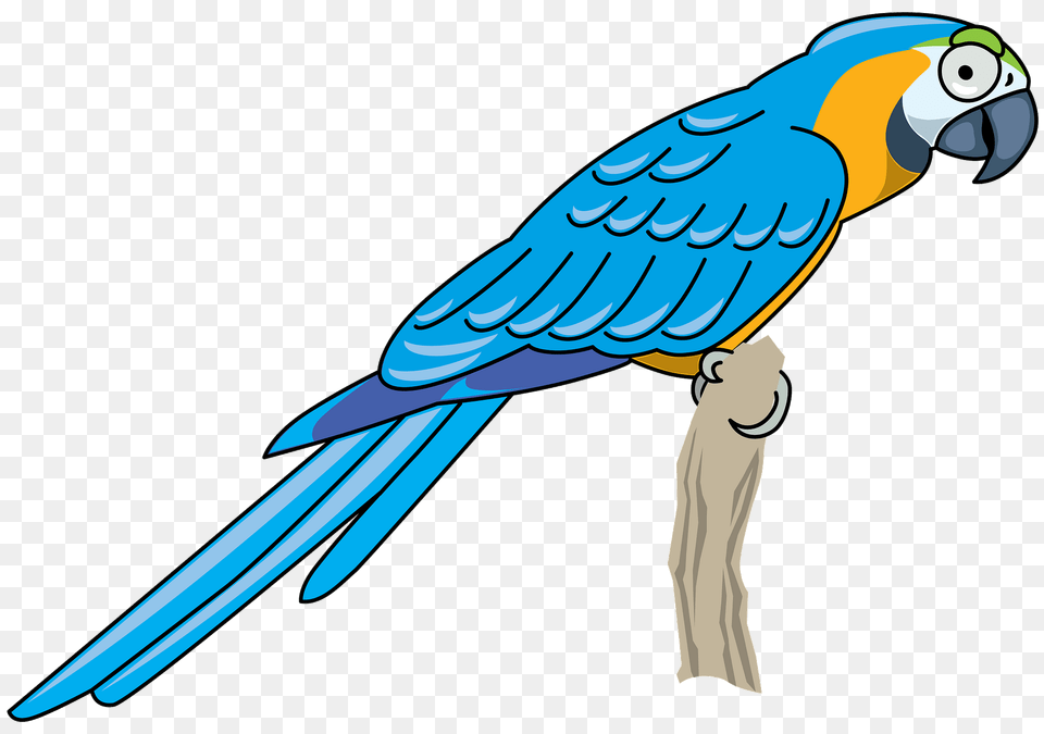 Parrot Clipart, Animal, Bird, Person, Macaw Free Png Download