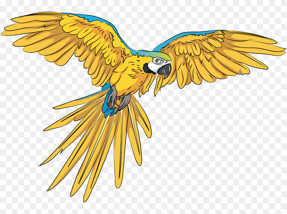 Parrot Clipart, Animal, Bird, Flying, Macaw Free Png Download