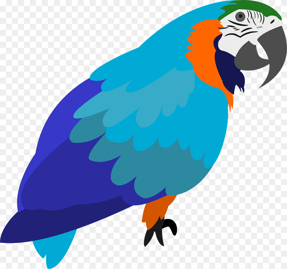 Parrot Clipart, Animal, Beak, Bird Png