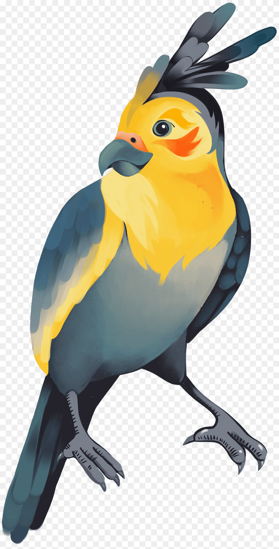Parrot Clipart, Animal, Beak, Bird, Penguin Free Transparent Png