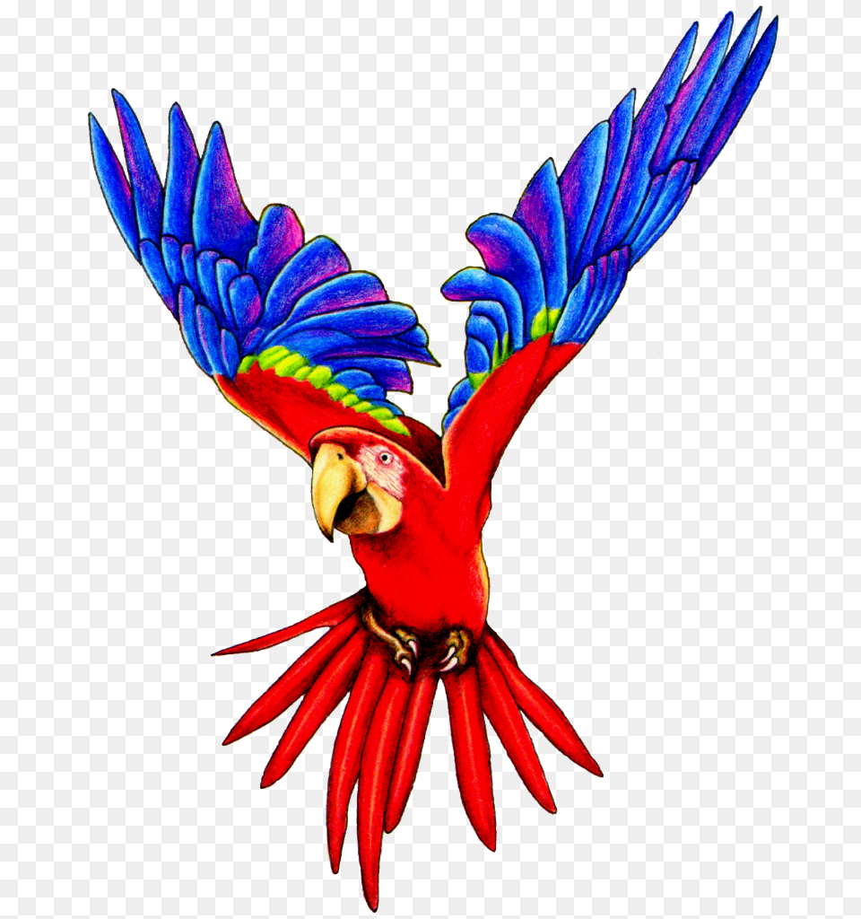 Parrot Clipart, Animal, Bird, Macaw Free Transparent Png