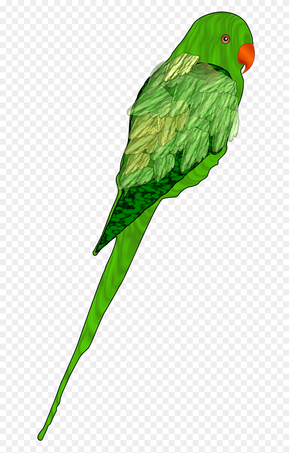 Parrot Clipart, Animal, Bird, Parakeet Png