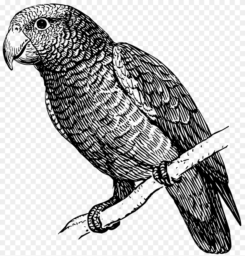Parrot Clipart, Animal, Bird, Art Png Image