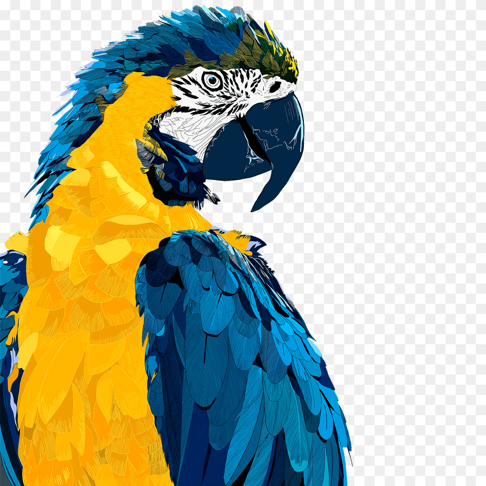 Parrot Clipart, Animal, Bird, Macaw Png