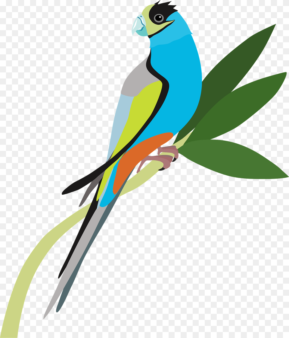 Parrot Clipart, Animal, Bird, Parakeet, Fish Png