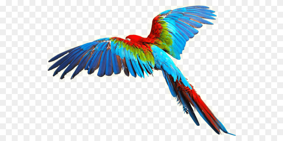 Parrot Clipart Aves Colorful Flying Birds, Animal, Bird, Macaw Free Transparent Png