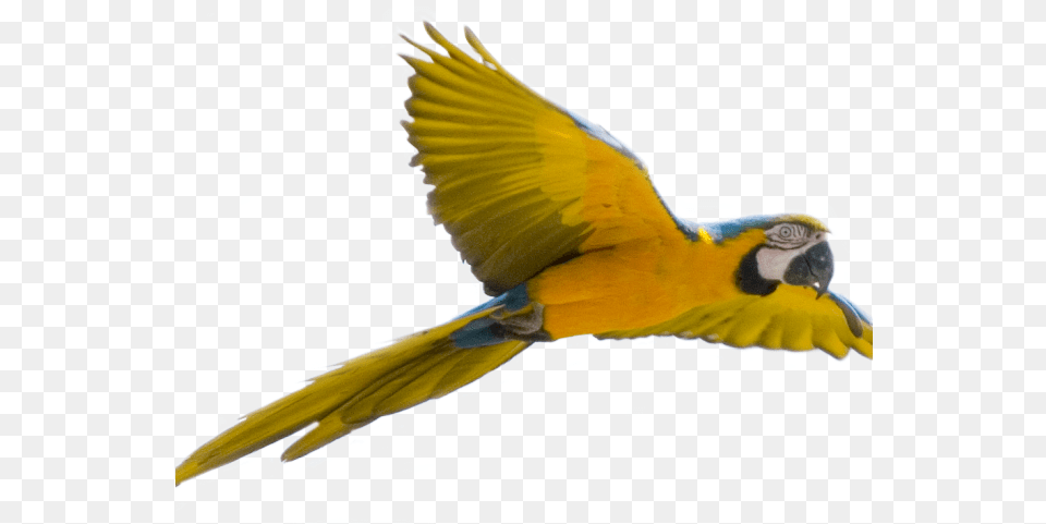 Parrot Clipart Face Bird Flying Transparent Background, Animal, Macaw Png