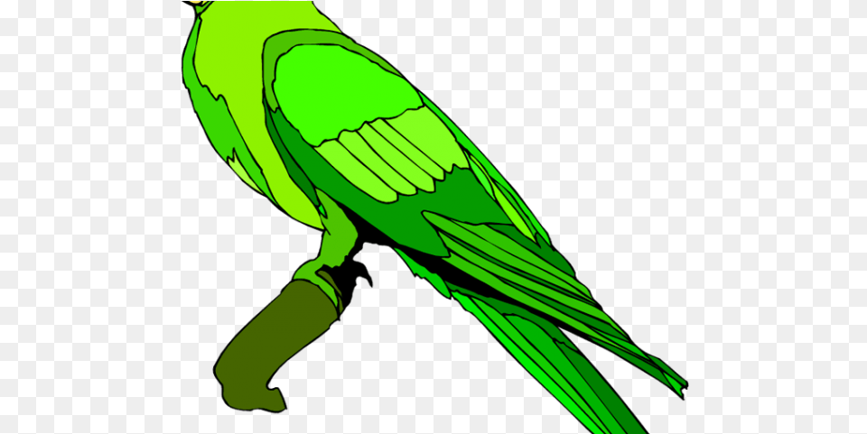 Parrot Clipart Green Parrot Parrot, Animal, Bird, Parakeet, Person Free Transparent Png