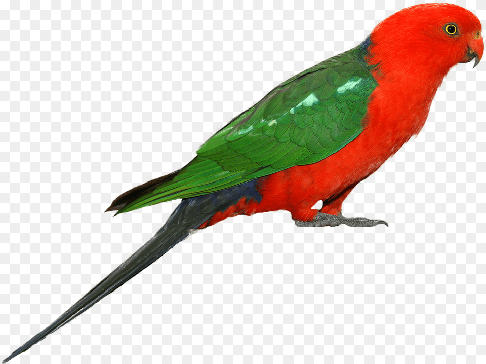 Parrot Clipart King Parrot, Animal, Bird, Parakeet Png