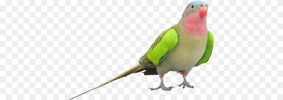 Parrot Clipart Princess Parrot, Animal, Bird, Parakeet Png