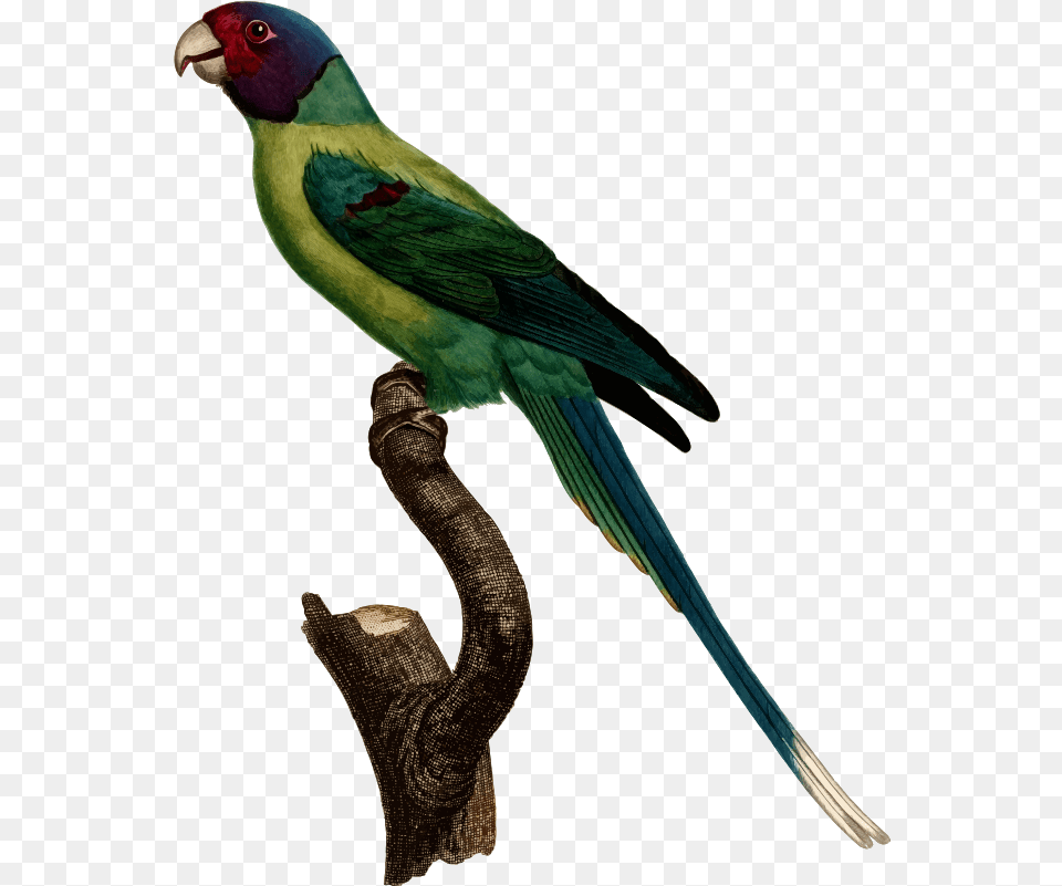 Parrot Clipart Quetzal Bird Picture Parrots, Animal, Parakeet Png Image