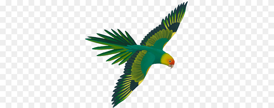 Parrot Clipart Real Green Flying Parrot, Animal, Bird, Parakeet Png