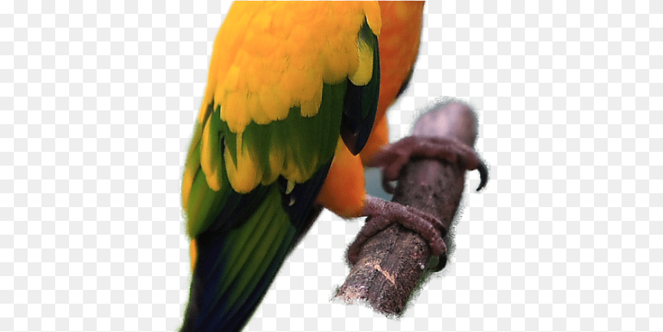 Parrot Clipart Sun Conure Exotic Birds And Pets, Animal, Bird Free Transparent Png