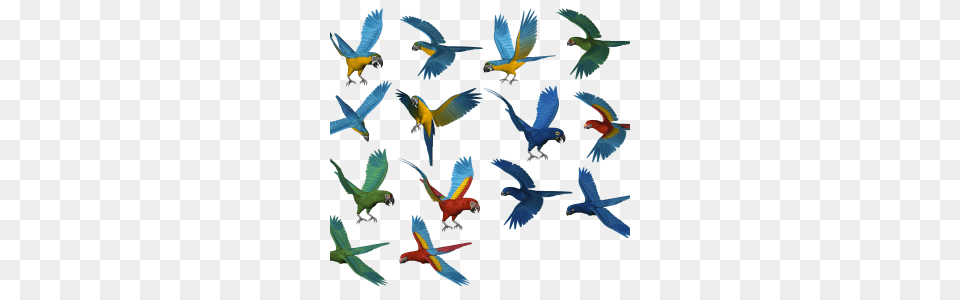 Parrot Clipart Web Icons, Animal, Bird, Flying, Aircraft Free Transparent Png