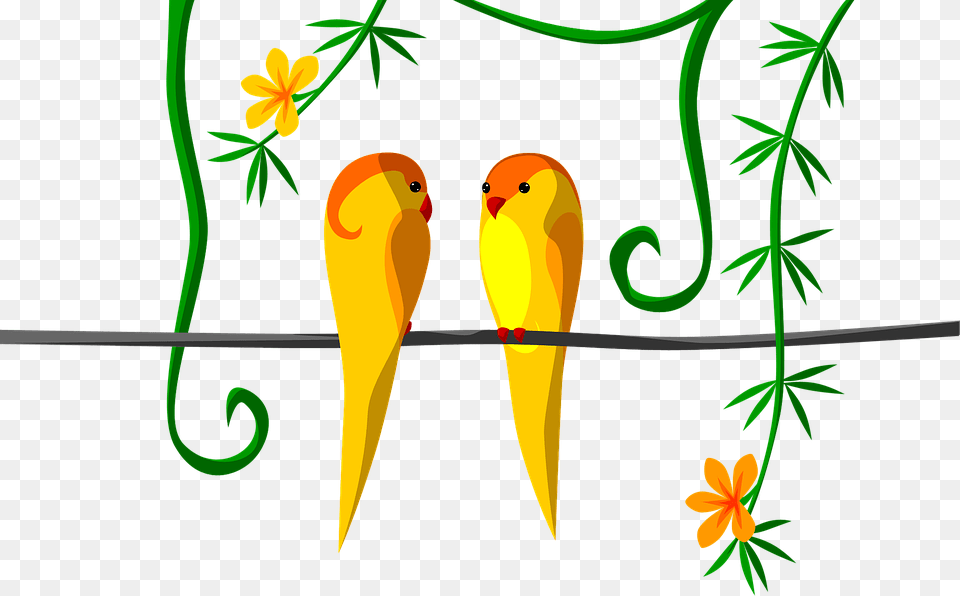 Parrot Couple Jungle Tropical Orange Bright Budgie, Animal, Art, Beak, Bird Free Png