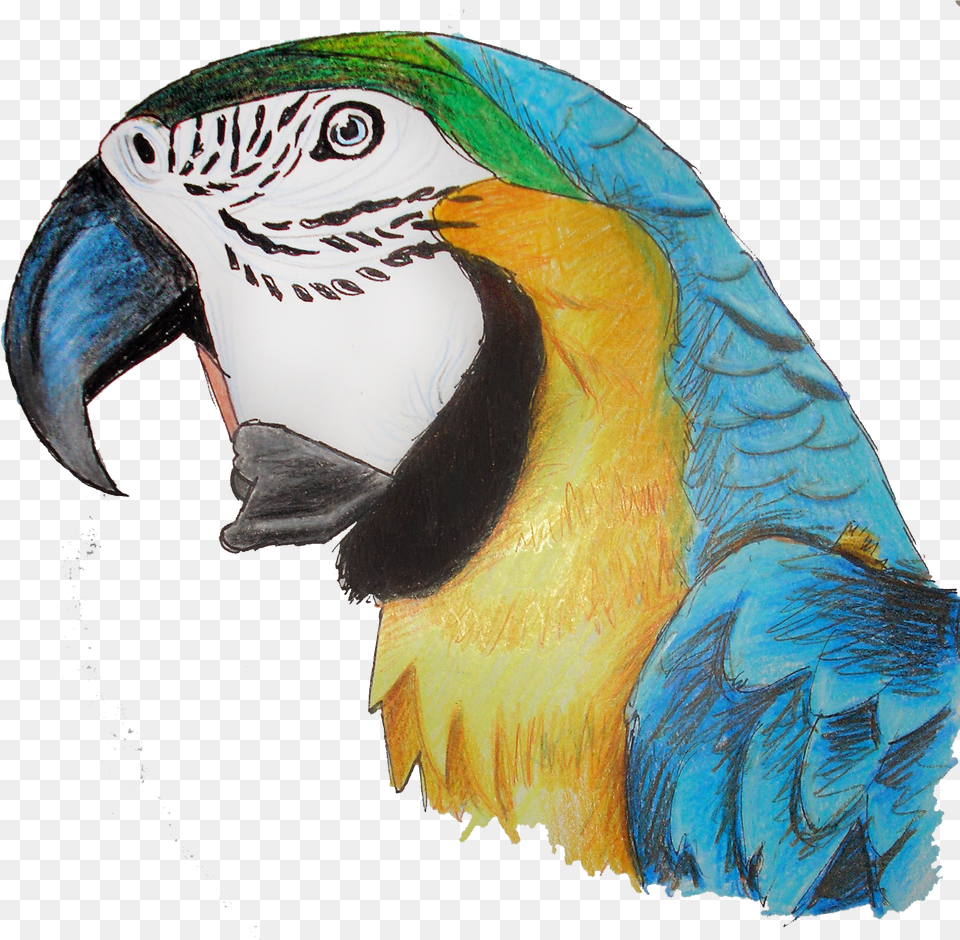 Parrot Download Macaw, Publication, Book, Comics, Person Free Png