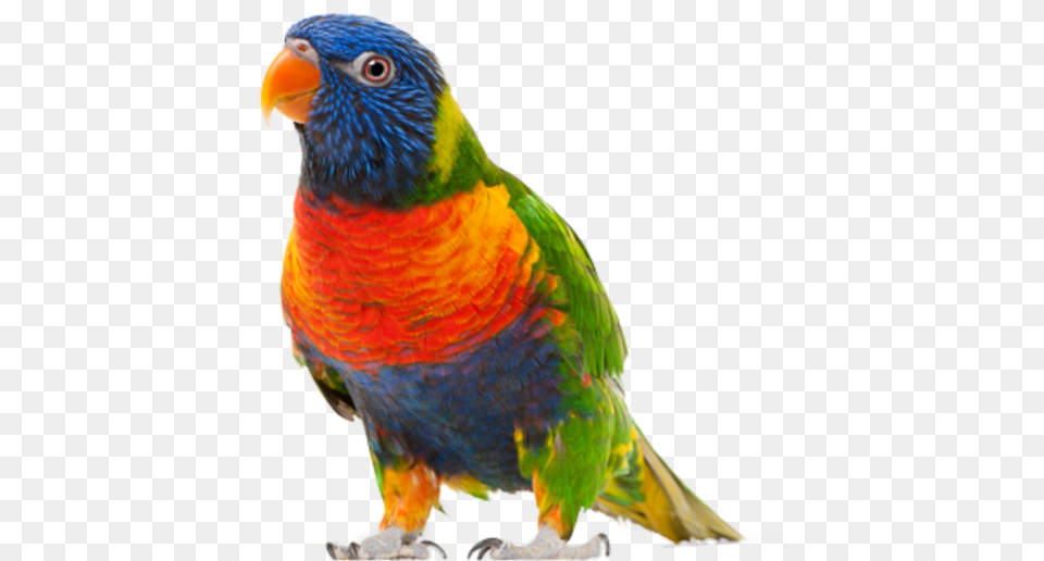 Parrot Download Parrot Bird Transparent Background, Animal Free Png