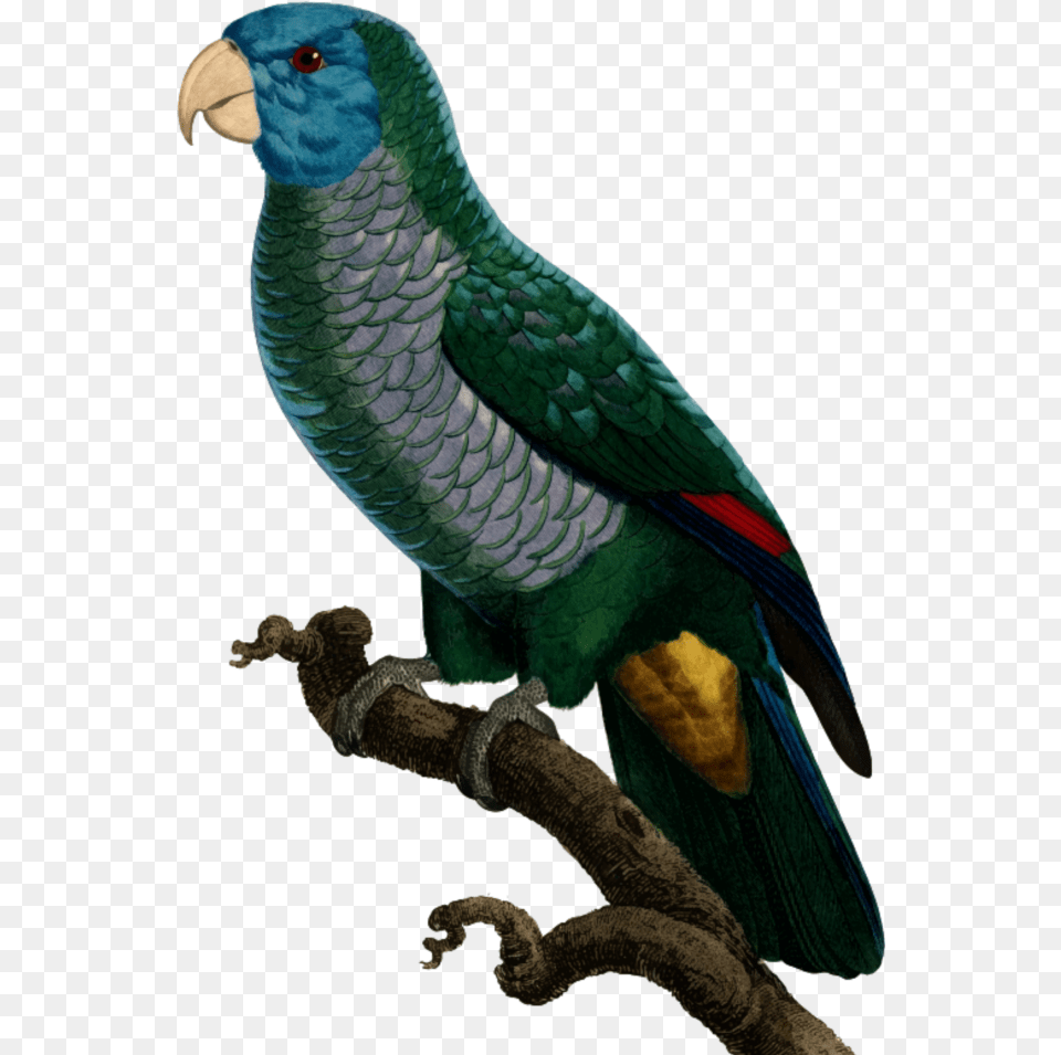 Parrot Download Saint Lucia Parrot, Animal, Bird Free Png
