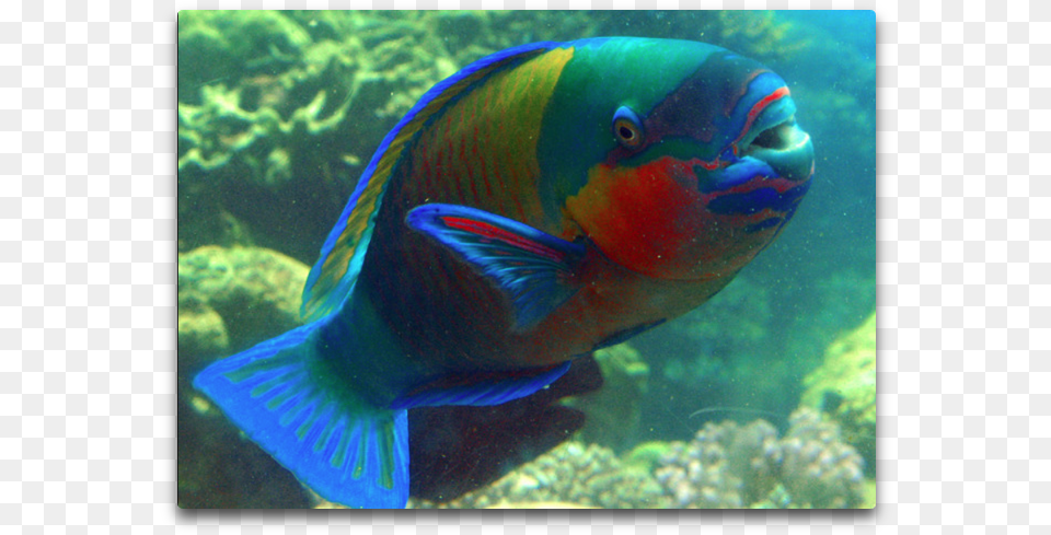 Parrot Fish In Wild, Animal, Sea Life, Sea, Reef Free Png Download