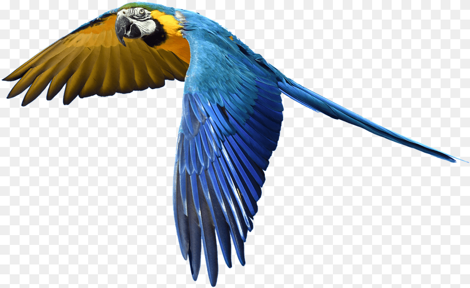Parrot Flight Isolated Picture, Animal, Bird, Macaw Free Transparent Png