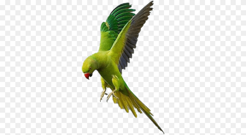 Parrot Flying Bird Fly Sky Accessories Feather Birdsfre Boreal Rose Ringed Parakeet, Animal Free Png Download