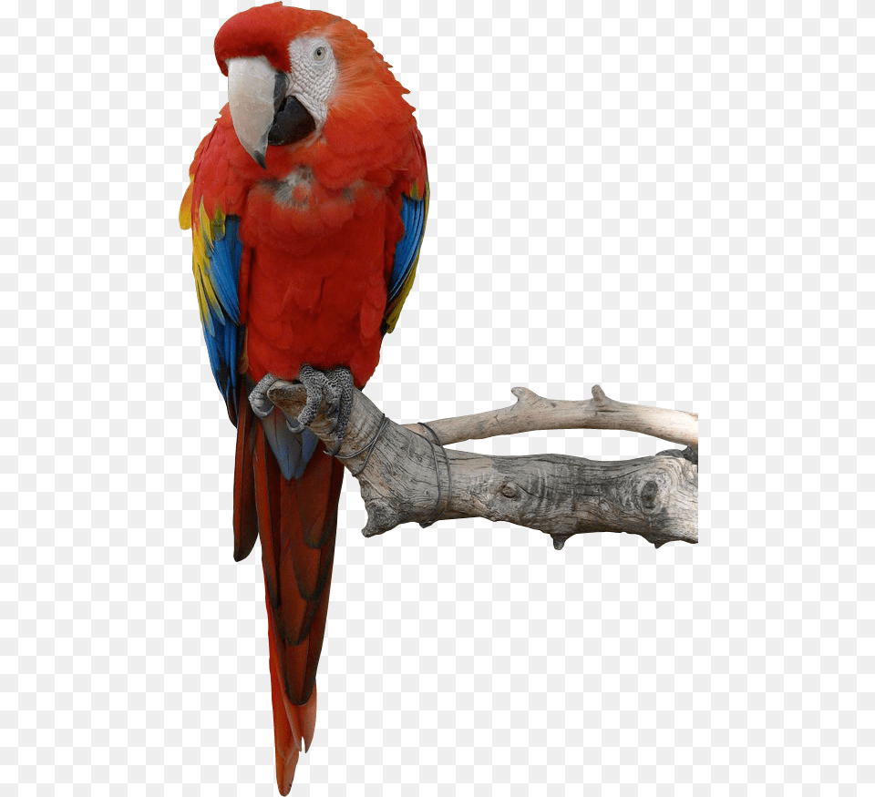 Parrot Hd, Animal, Bird, Macaw Png