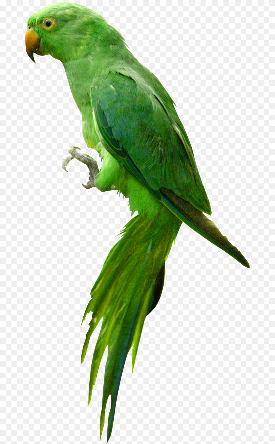 Parrot Hd, Animal, Bird, Parakeet Free Transparent Png