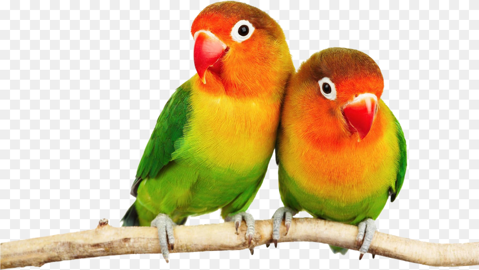 Parrot Download Love Birds Hd, Animal, Bird, Parakeet Png Image