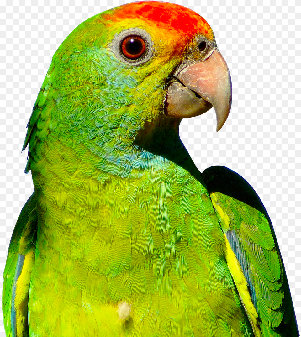 Parrot Image Parrot Transparent, Animal, Bird, Parakeet Free Png
