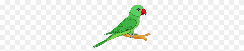 Parrot Images And Clipart Animal, Bird, Parakeet, Smoke Pipe Free Png Download