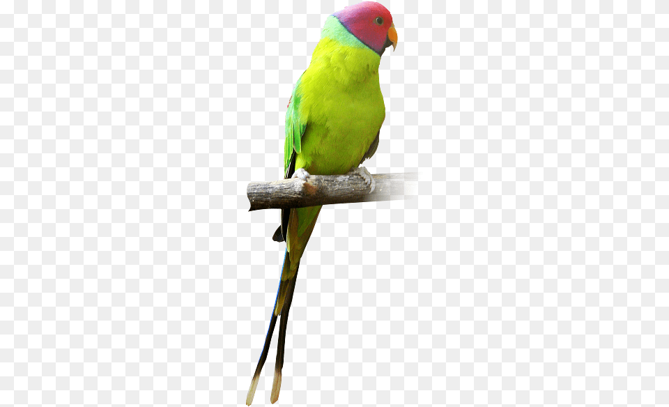 Parrot Ka, Animal, Bird, Parakeet Free Png
